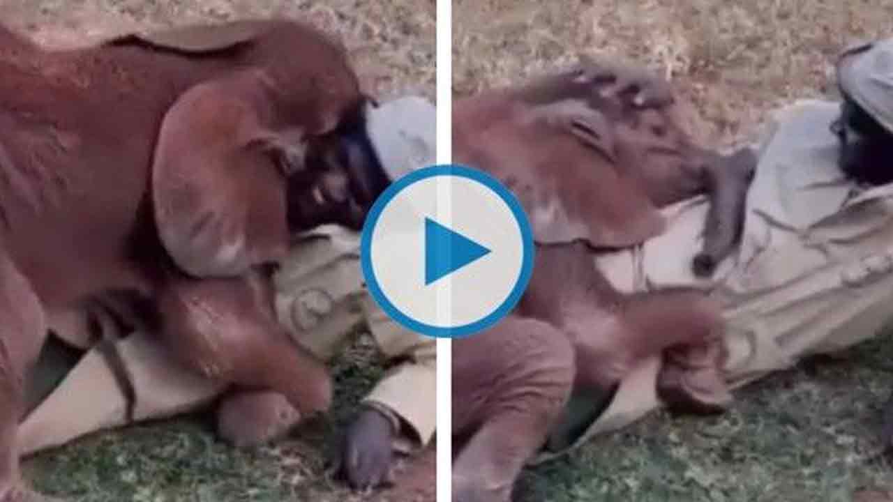 Viral Video:  పిల్ల ఏనుగు కౌగిలింత‌.. దాని సంర‌క్ష‌కుడు ఎంత మురిసిపోతున్నాడో చూడండి..!!