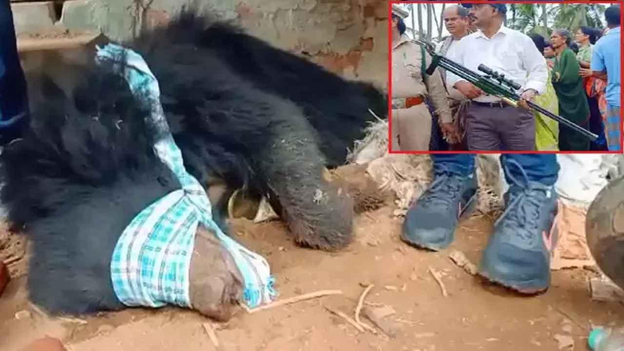 ఆపరేషన్‌ గుడ్డెలుగు సక్సెస్‌.. కిడిసింగిలో పట్టుకున్న అధికారులు