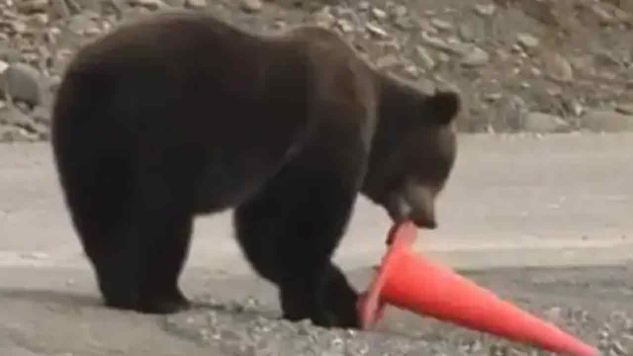 Viral Video:  ఎలుగుబంటికి ఎంత క్ర‌మ‌శిక్ష‌నో..ప‌డిపోయిన ట్రాఫిక్ కోన్ చూసి ఏంచేసిందంటే?