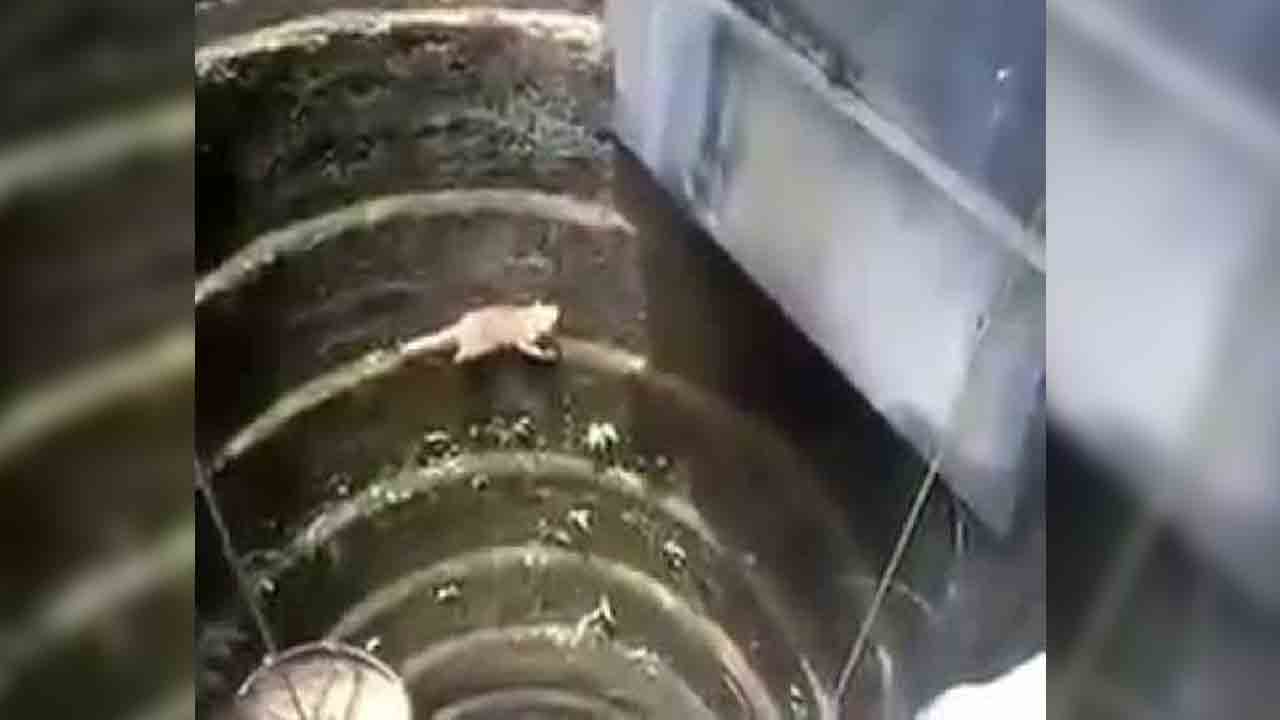 సార్‌ మా పిల్లి బావిలో పడ్డది.. ప్లీజ్‌ కాపాడండి!