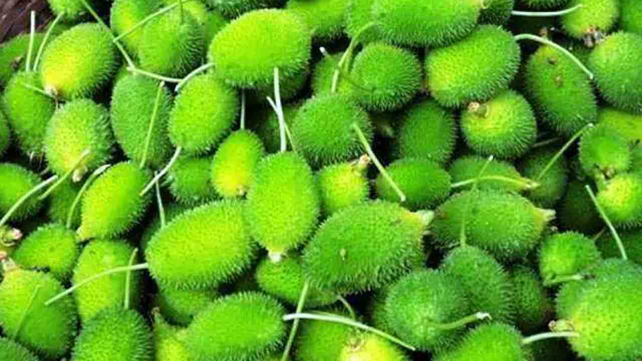 బోడకాకరతో బోలెడు లాభాలు!