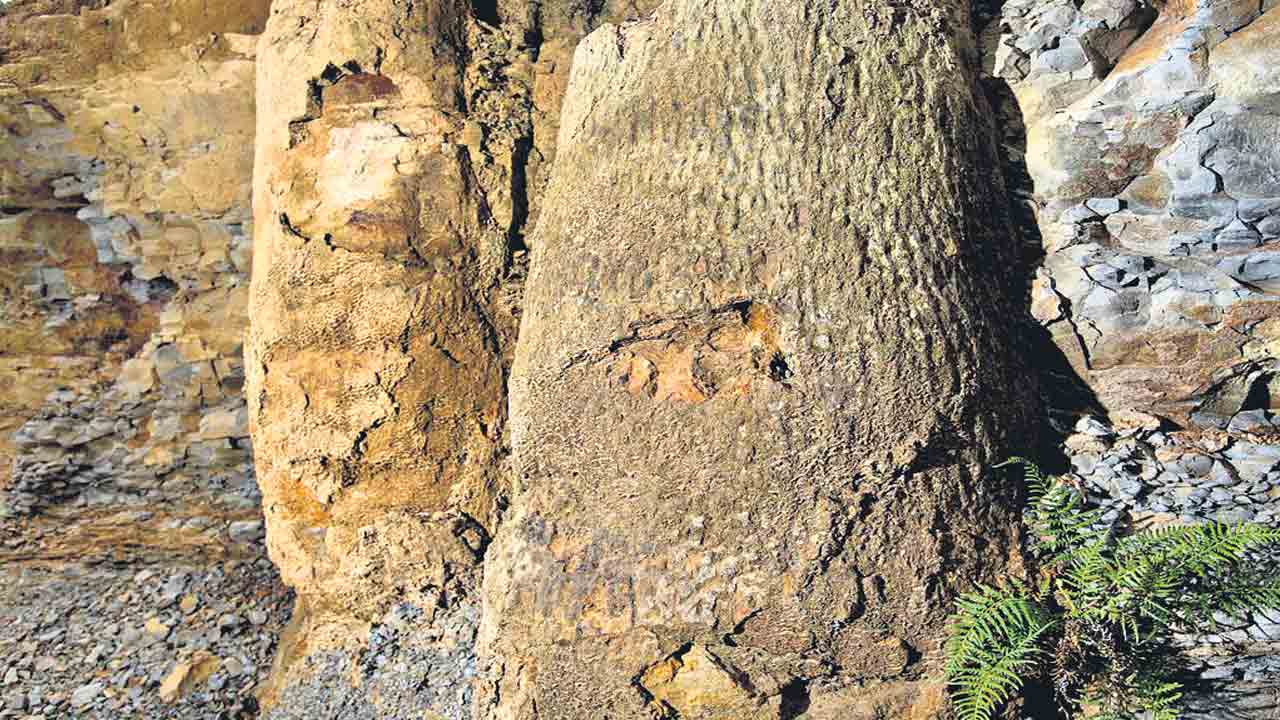 29 కోట్ల ఏండ్ల నాటి అడవి