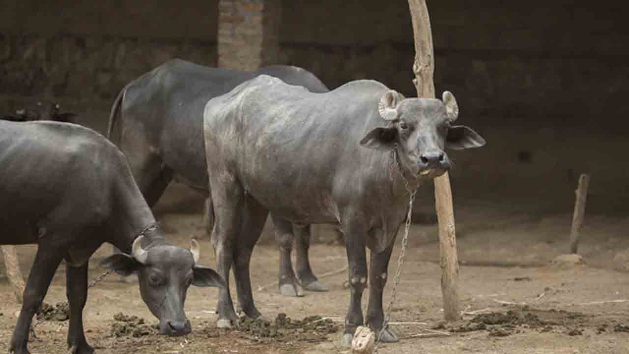 Mulugu | విద్యుత్‌ తీగలు తెగిపడి ఆరు బర్రెలు మృతి