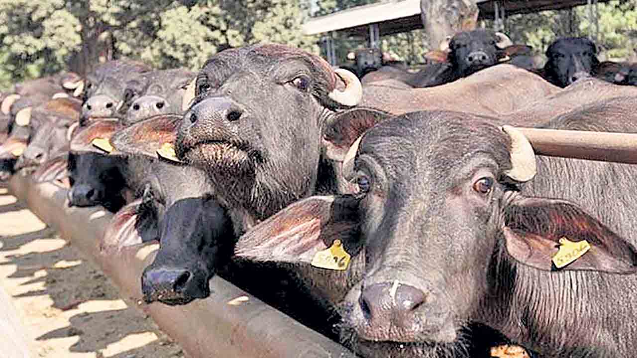 తగిన జాగ్రత్తలతోనే అధిక పాల ఉత్పత్తి