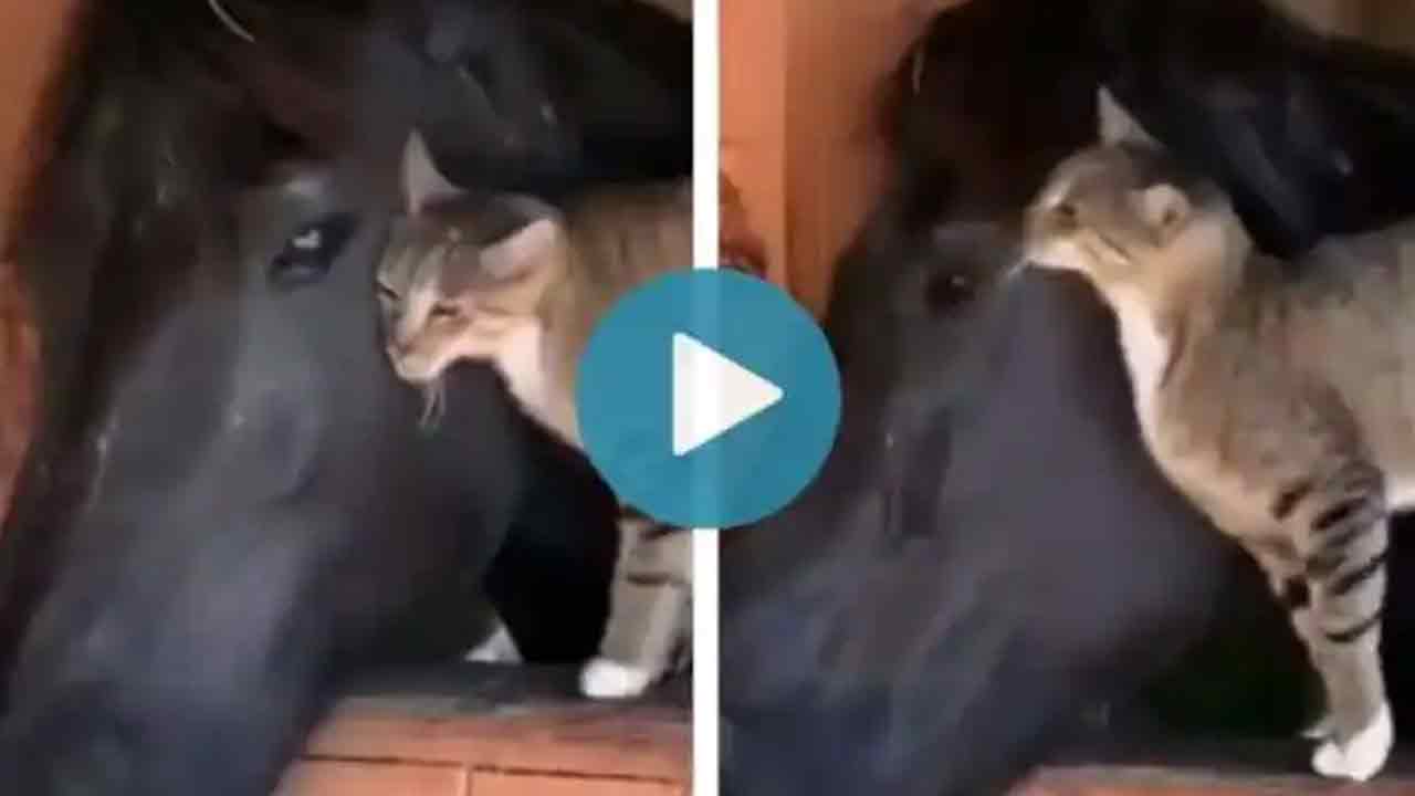 Viral video: ఈ మూగ‌జీవాల స్నేహానికి నెటిజ‌న్ల ఫిదా!!