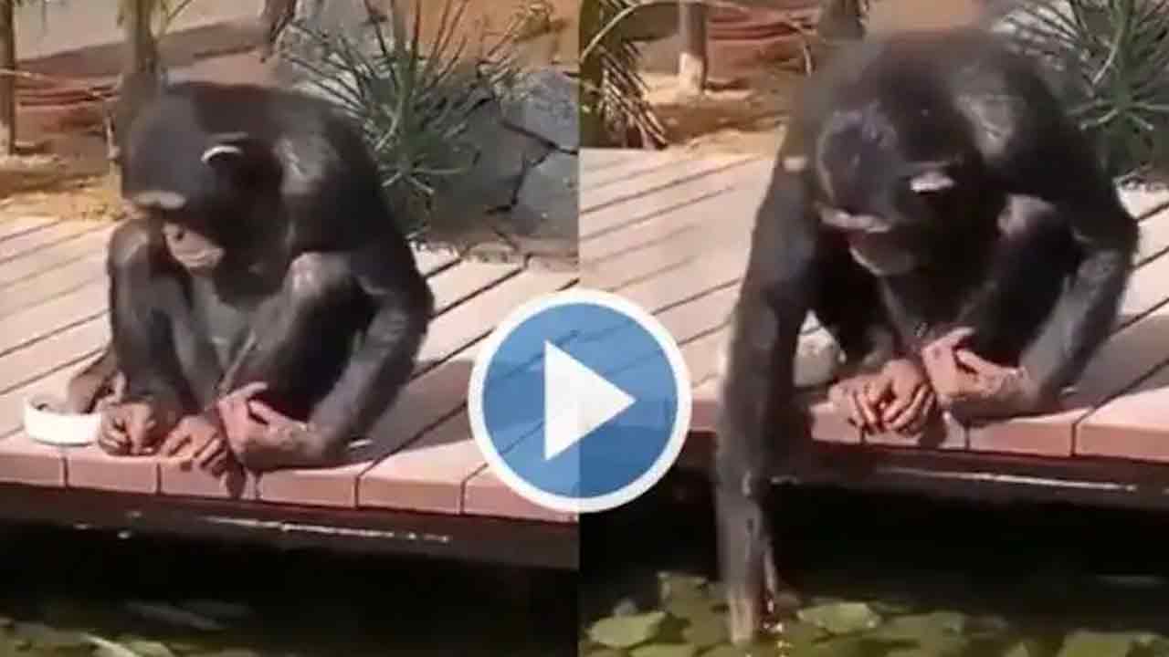 Viral video:  అచ్చం మ‌నిషిలాగే పార్కులో చేప‌ల‌కు ఆహారం వేస్తున్న చింపాంజీ!!
