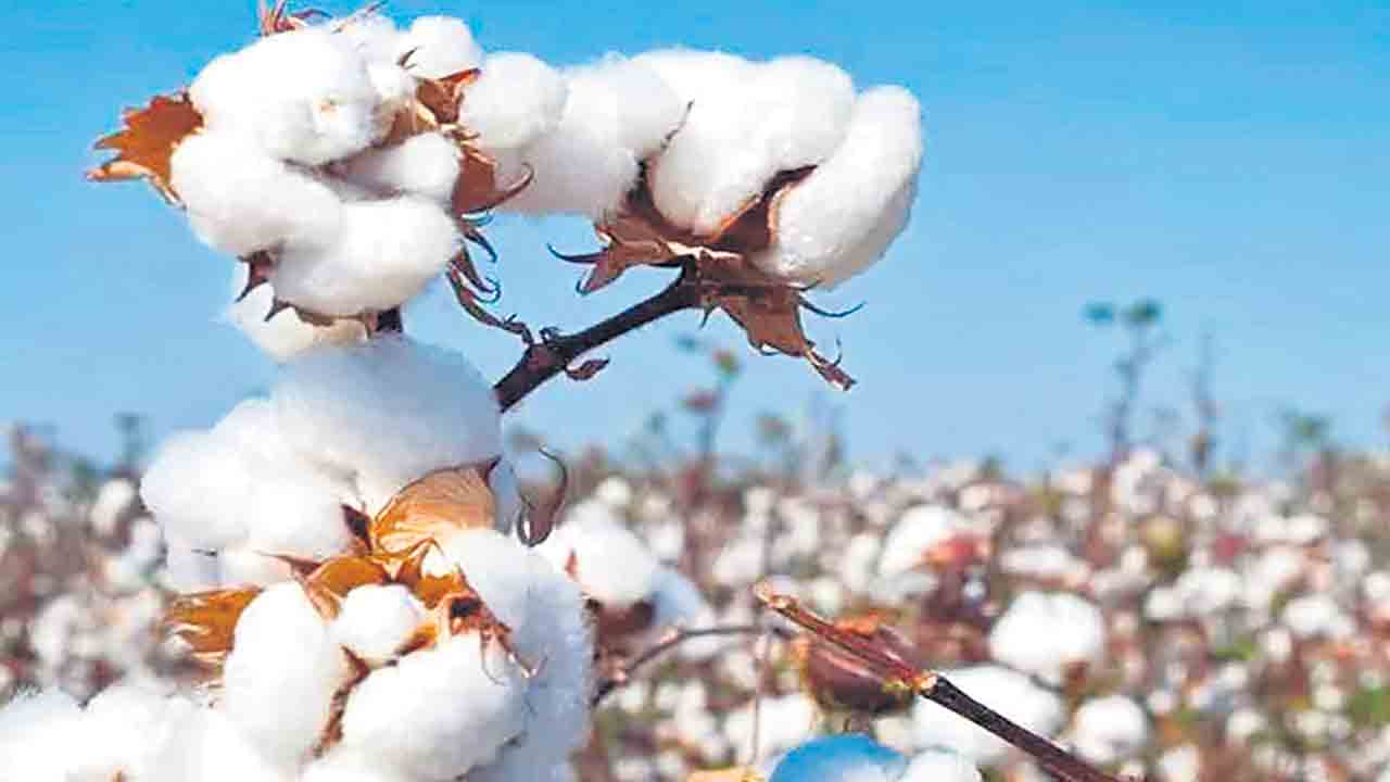 అధిక సాంద్రత పత్తి సాగుపై అన్నదాత ఆసక్తి