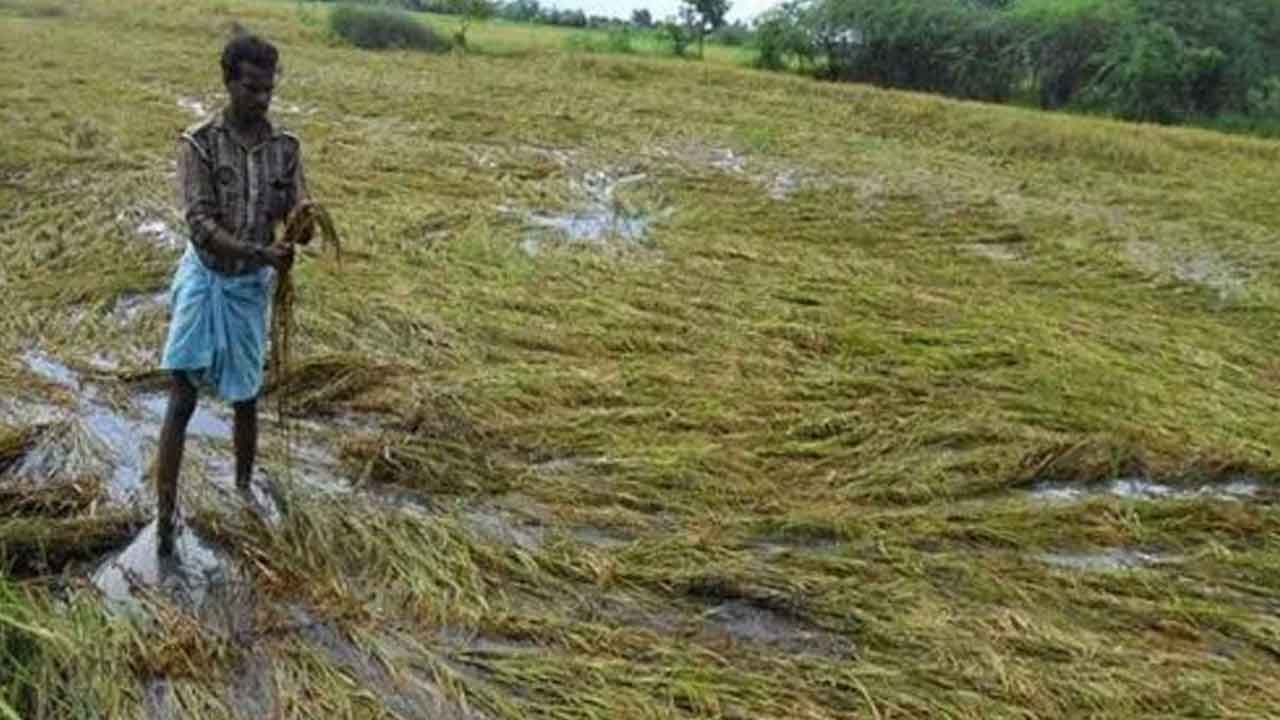 కడపలోనూ క్రాప్‌ హాలీడే.. తామూ సిద్ధమంటున్న ఆక్వా రైతులు