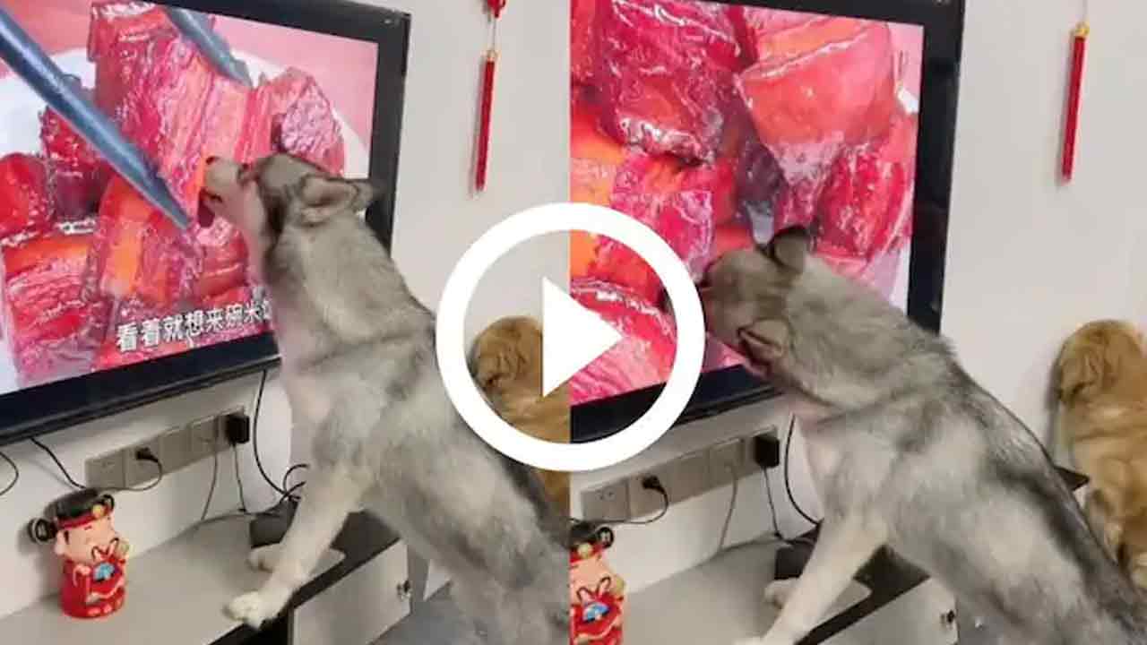 Viral video:  పాపం కుక్క‌.. మాంసం కోసం టీవీని ఏం చేసిందంటే?