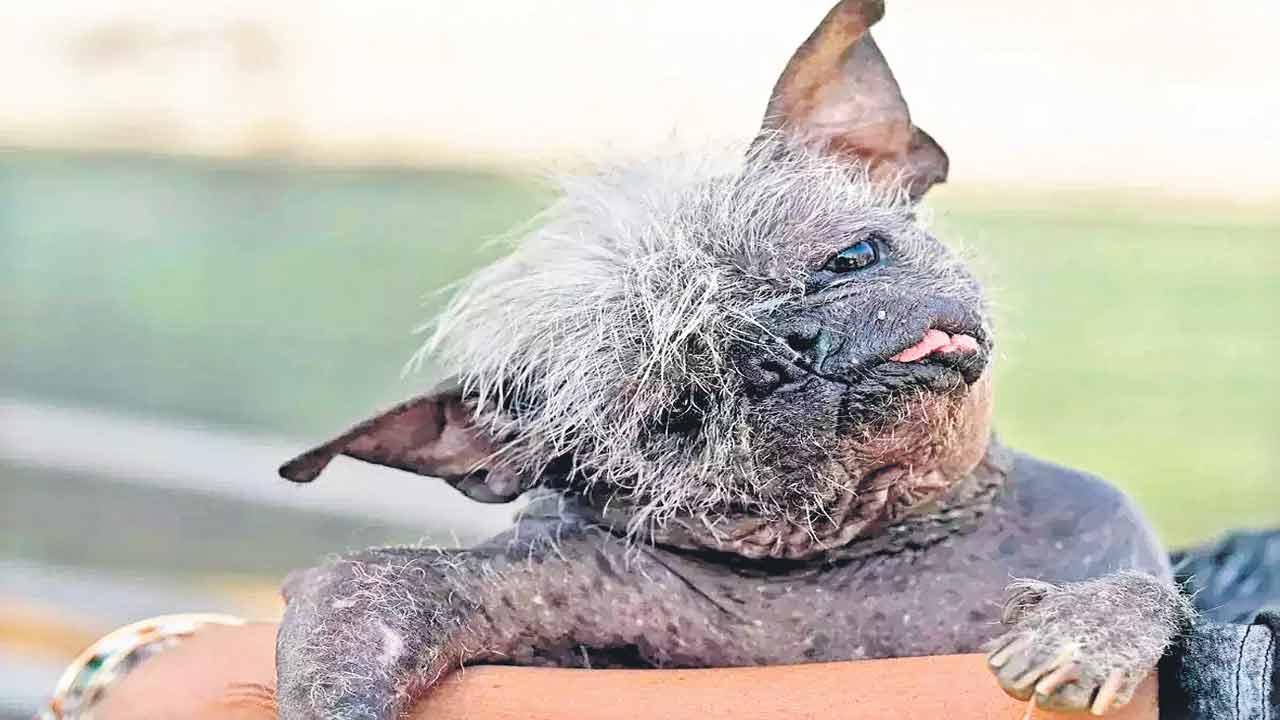 ప్రపంచంలో అత్యంత వికారమైన కుక్క ‘మిస్టర్‌ హ్యాపీ ఫేస్‌’