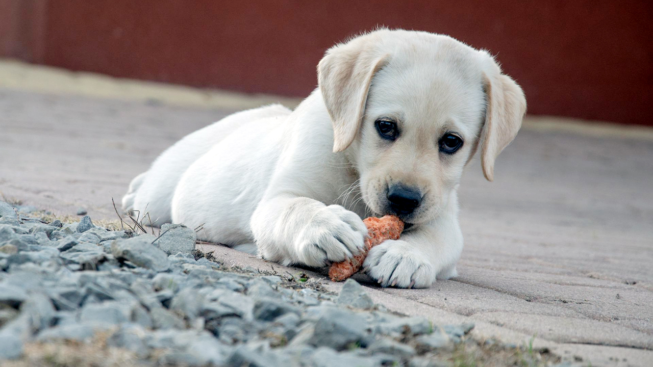 Dog’s Food | మనుషులు తినే ఆహారం శునకాలకు మంచిదేనా?