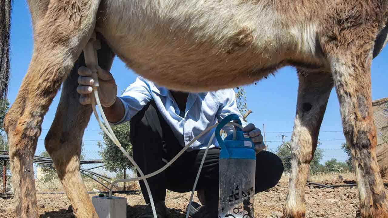 Trending news: ఐటీ జాబ్ వ‌దిలేసి గాడిద పాలు అమ్ముతున్నాడు.. సంపాద‌న చూస్తే దిమ్మ‌తిర‌గాల్సిందే!!