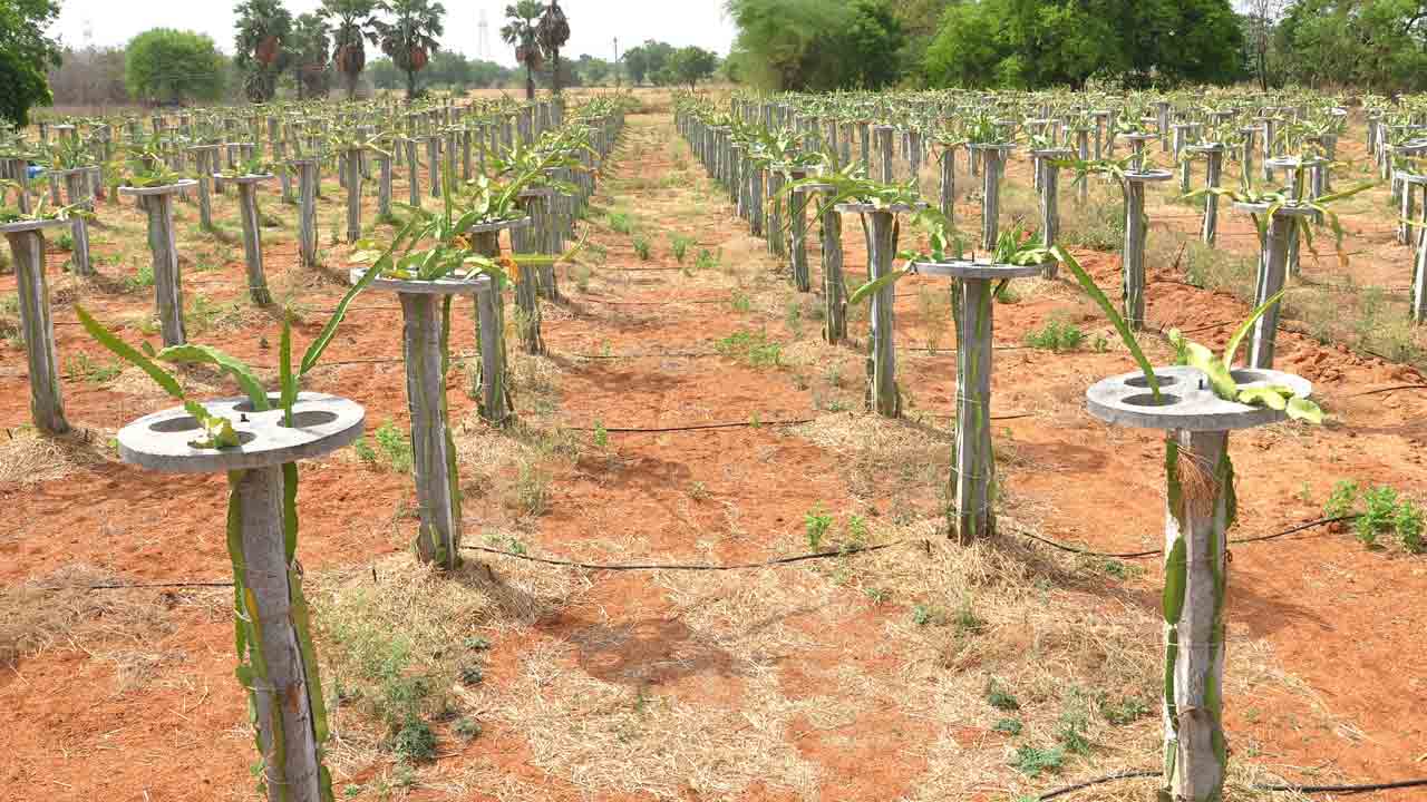 ఆరోగ్యం.. ఆదాయం!