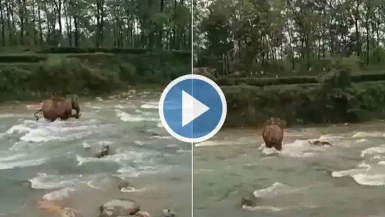 Viral video: నీటిలో మునిగిపోతున్న పిల్ల ఏనుగును కాపాడిన త‌ల్లి.. నెటిజ‌న్ల‌ను ఆక‌ట్టుకున్న వీడియో!!