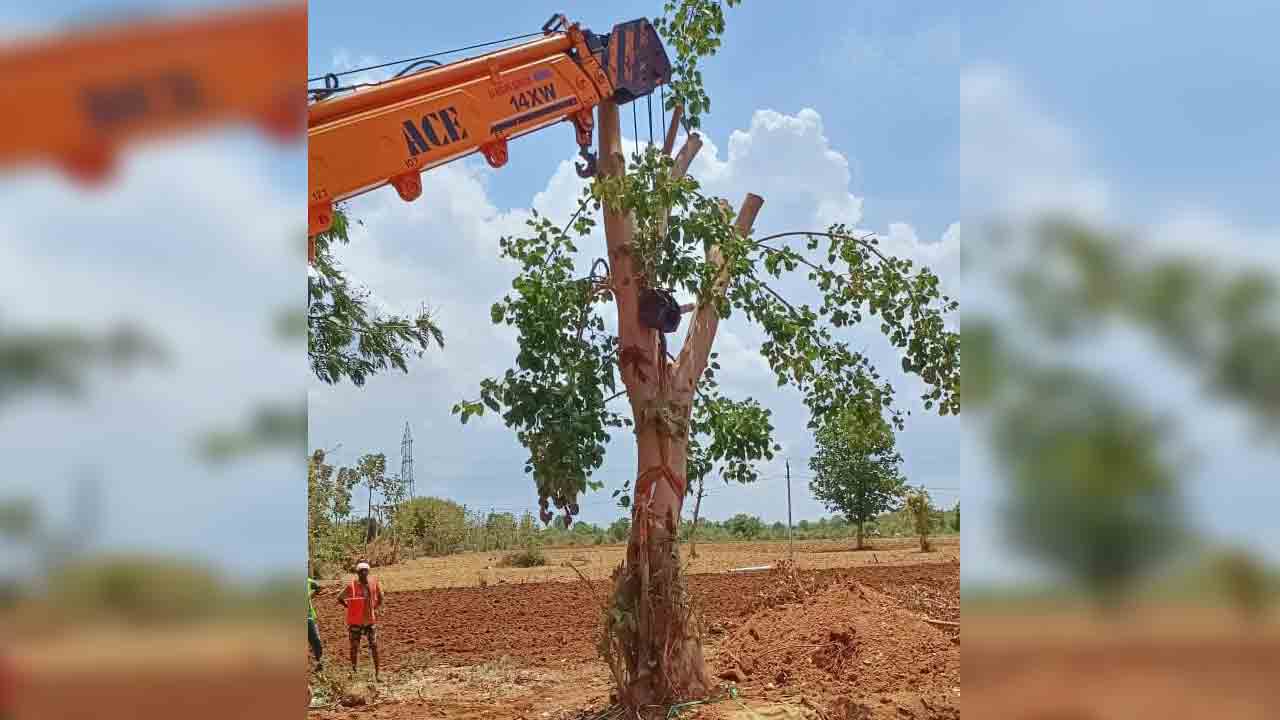 చురుకుగా ట్రీ ట్రాన్స్‌లొకేషన్‌