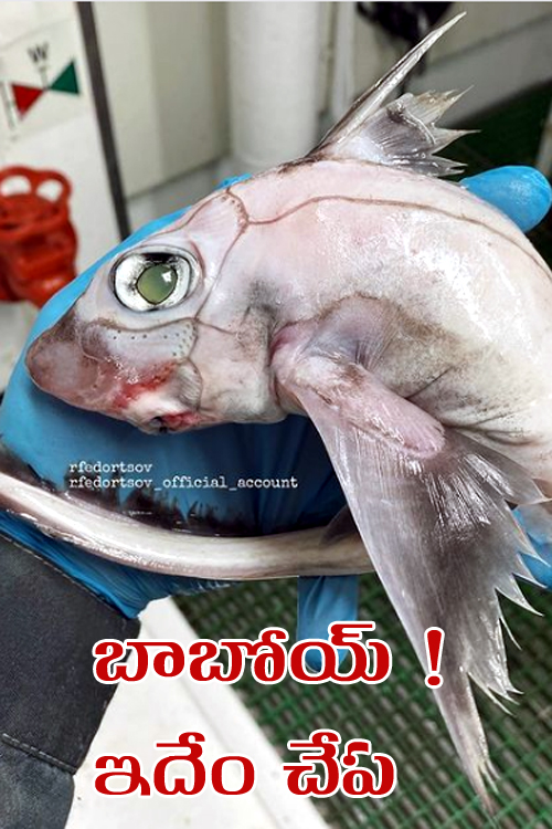 Deep Sea Fish | సముద్రం లోతుల్లో ఉండే చేపలు.. ఫొటోలు చూసి భయపడుతున్న నెటిజన్లు!
