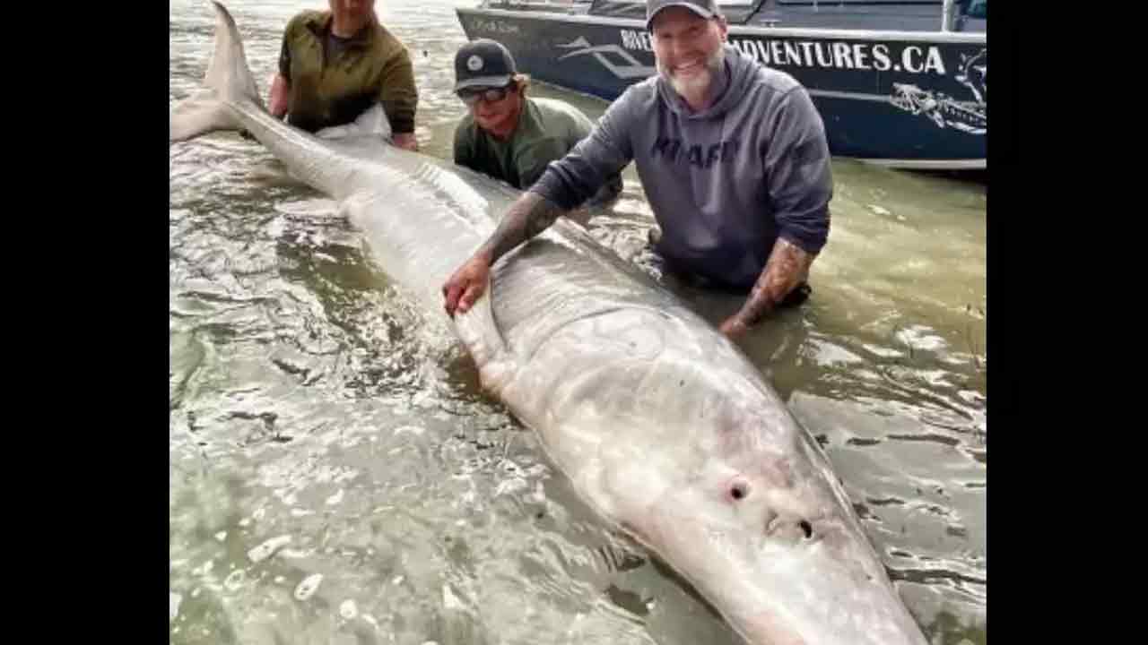 Viral pic: అది స‌ర్ఫ్‌బోర్డు కాదు.. వందేళ్ల లైవ్ ఫిష్‌.. ఎంత పొడువుందో చూడండి!!