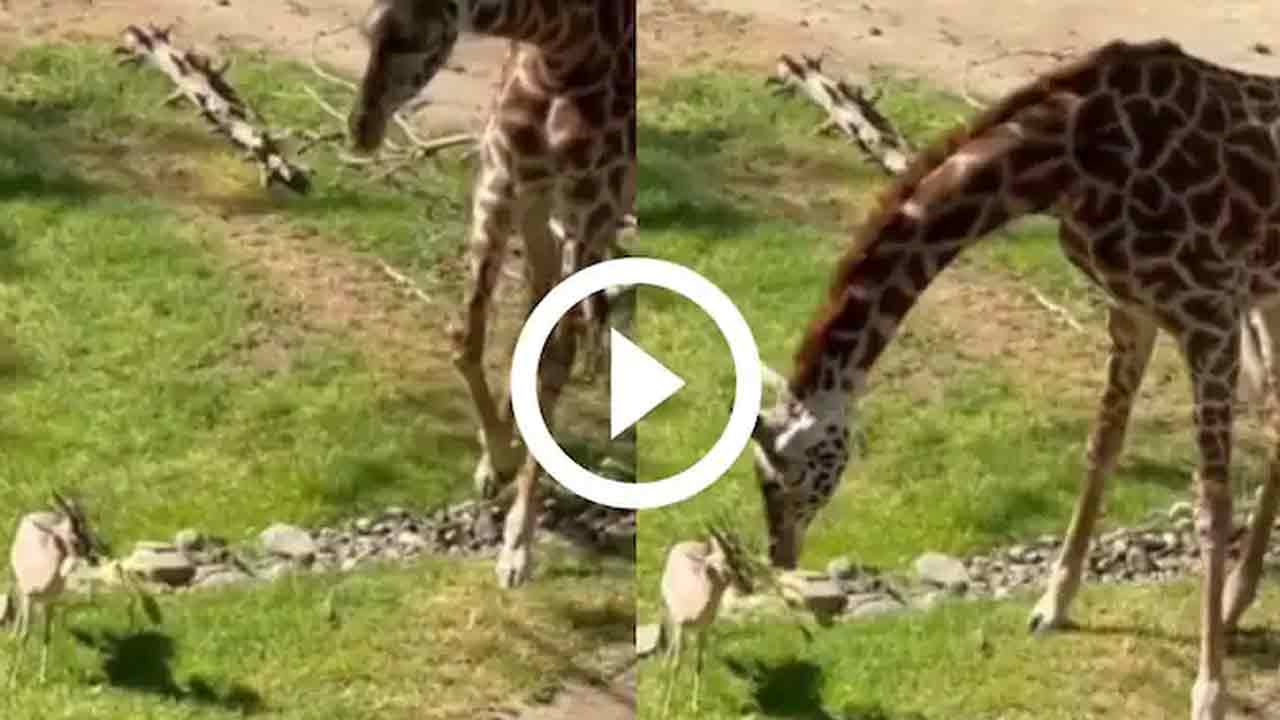 Viral Video:  బుల్లి జింక‌కు క‌ష్టం.. జిరాఫీ సాయం.. వీడియో వైర‌ల్‌!!