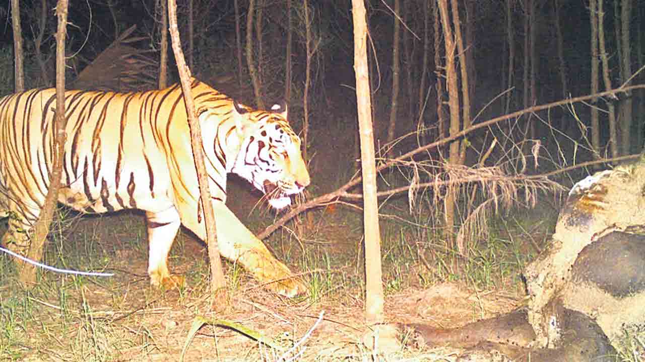 బోను దాకా వచ్చిన పులి.. కానీ!
