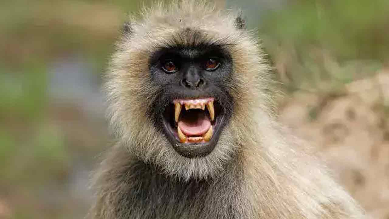 Viral news: రాష్ట్రపతి రామ్‌నాథ్ కొవింద్‌ భద్రతకు కొండెంగ‌లు!!