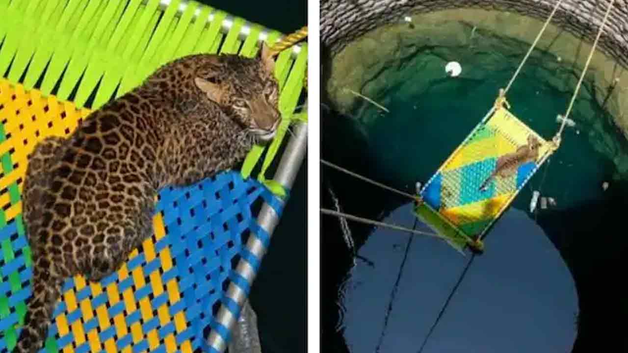 Viral pics: 45 అడుగుల లోతున్న బావిలో పడిపోయిన చిరుతపులి.. గ్రామస్తులు ఎలా కాపాడారంటే?