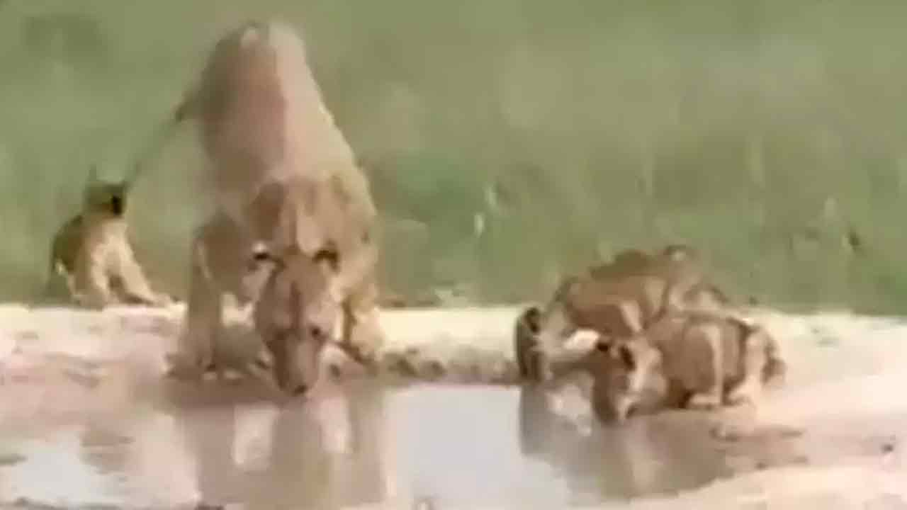 Viral video: అమ్మ.. స‌హ‌నానికి మారుపేరు.. ఈ వీడియోచూస్తే ఎవ‌రైనా ఒప్పుకుంటారు!!