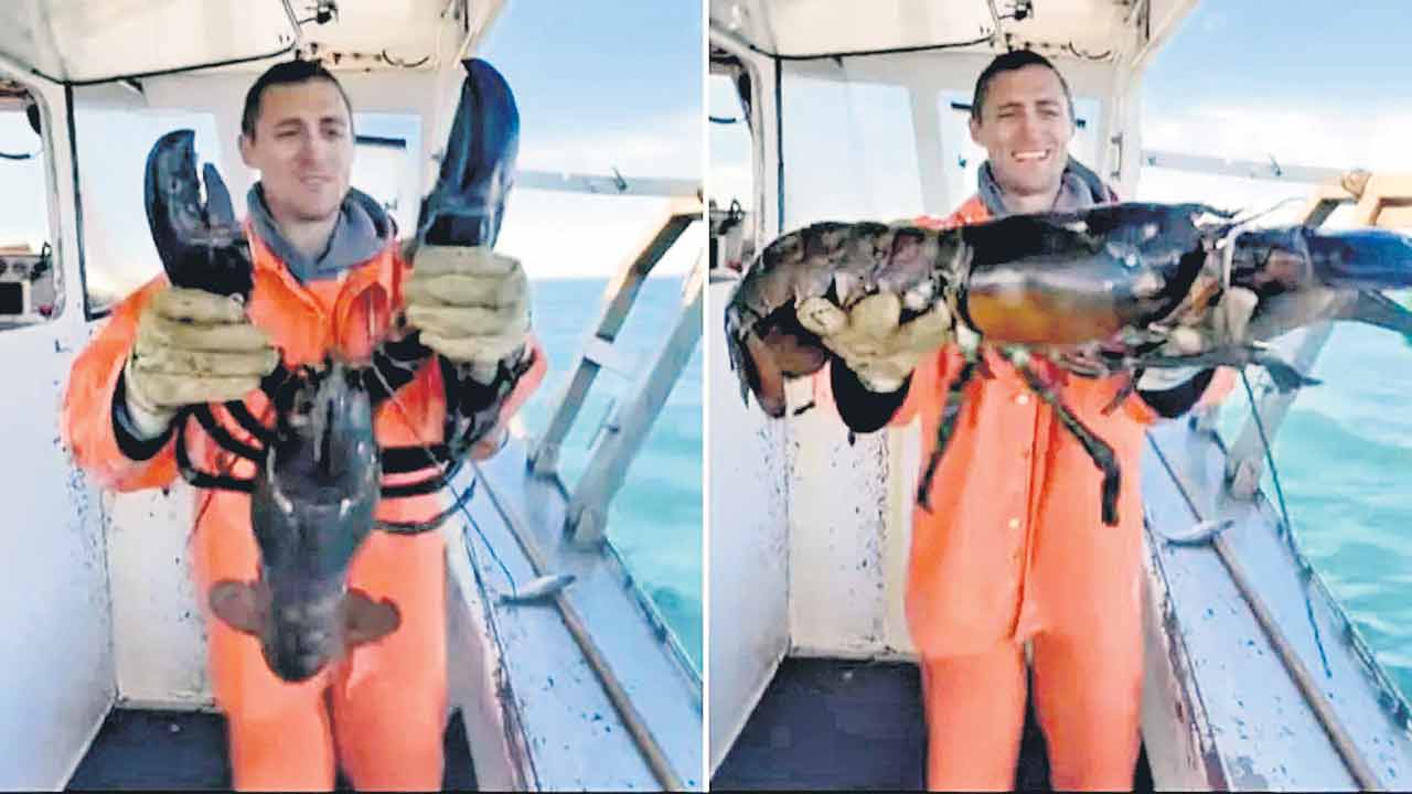 ఈ పీత వయసు ఎంతో తెలుసా?