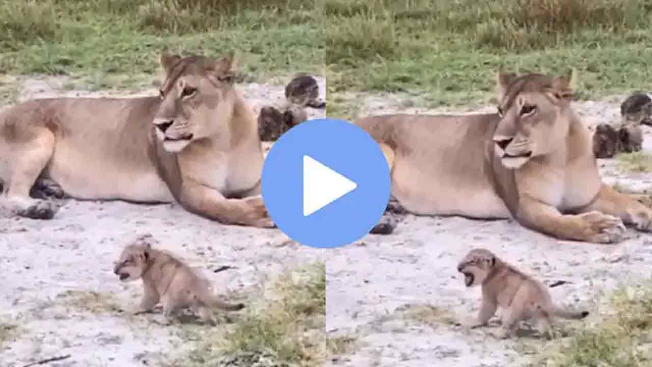 Viral video: ఈ సింహం పిల్ల గ‌ర్జ‌న ఎంత బాగుందో.. మీరూ వినండి!!