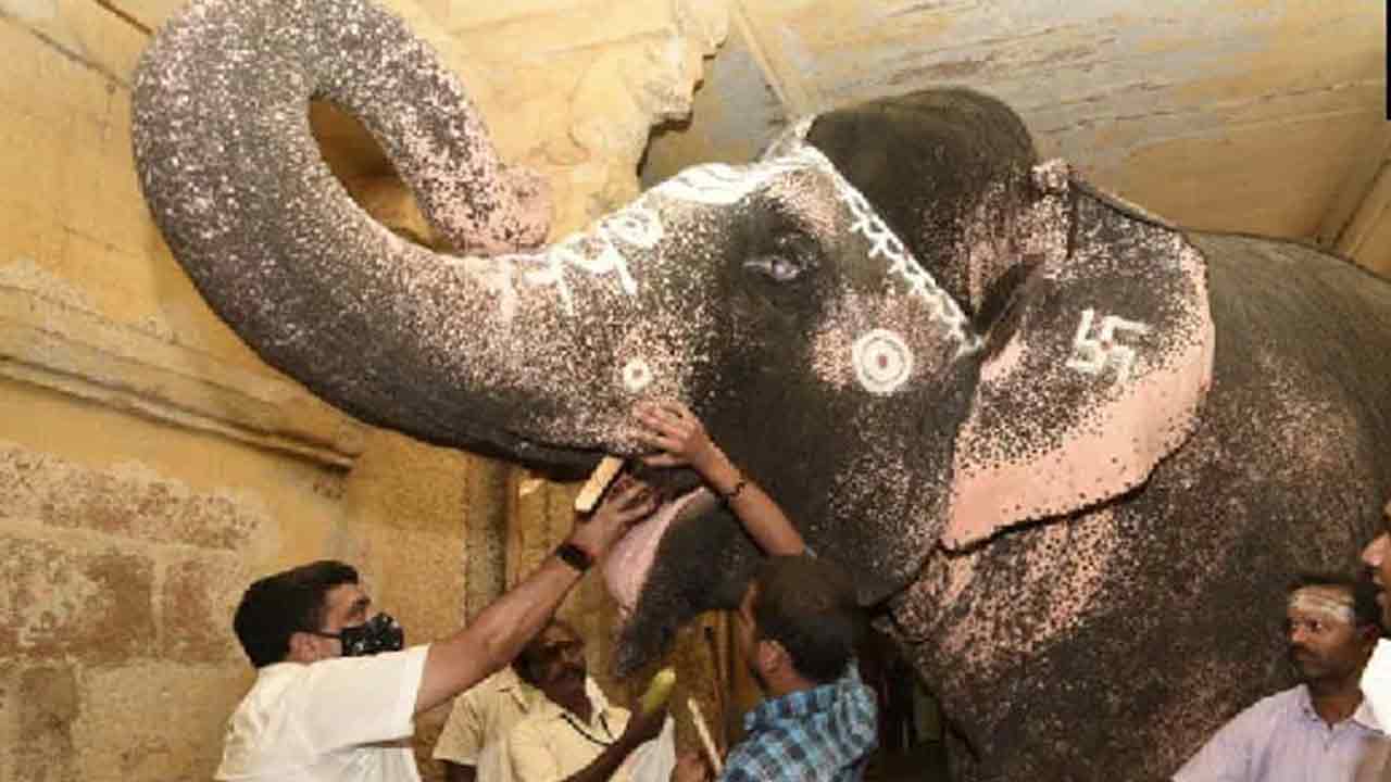 Trending: మ‌దురై మీనాక్షి ఆల‌య ఏనుగుకు కంటిశుక్లం.. చికిత్స‌ చేసిన‌ థాయ్‌లాండ్ వైద్యులు!!