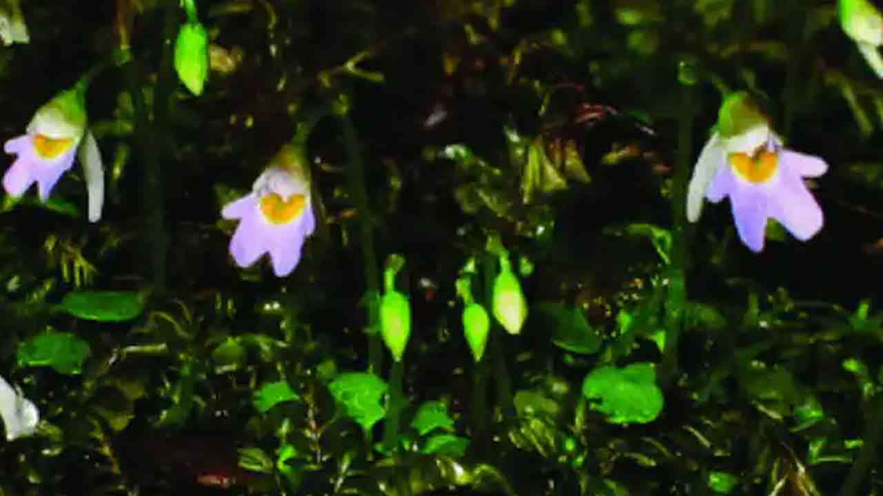 ఈ మొక్క పురుగుల‌ను తినేస్తుంది.. ఉత్త‌రాఖండ్‌లో తొలిసారి క‌నిపించింది!!