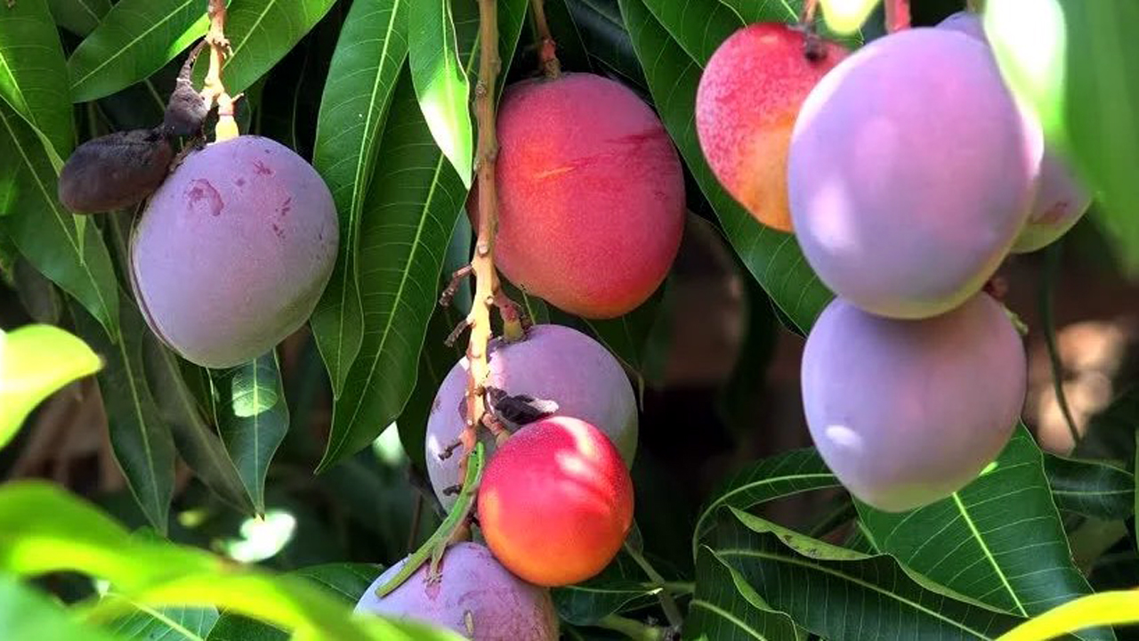 ప‌సుపు రంగులో కాకుండా డిఫ‌రెంట్ క‌ల‌ర్‌లో ఉన్న ఈ మామిడి ధ‌ర ల‌క్ష‌ల్లో ఎందుకు ఉంది?