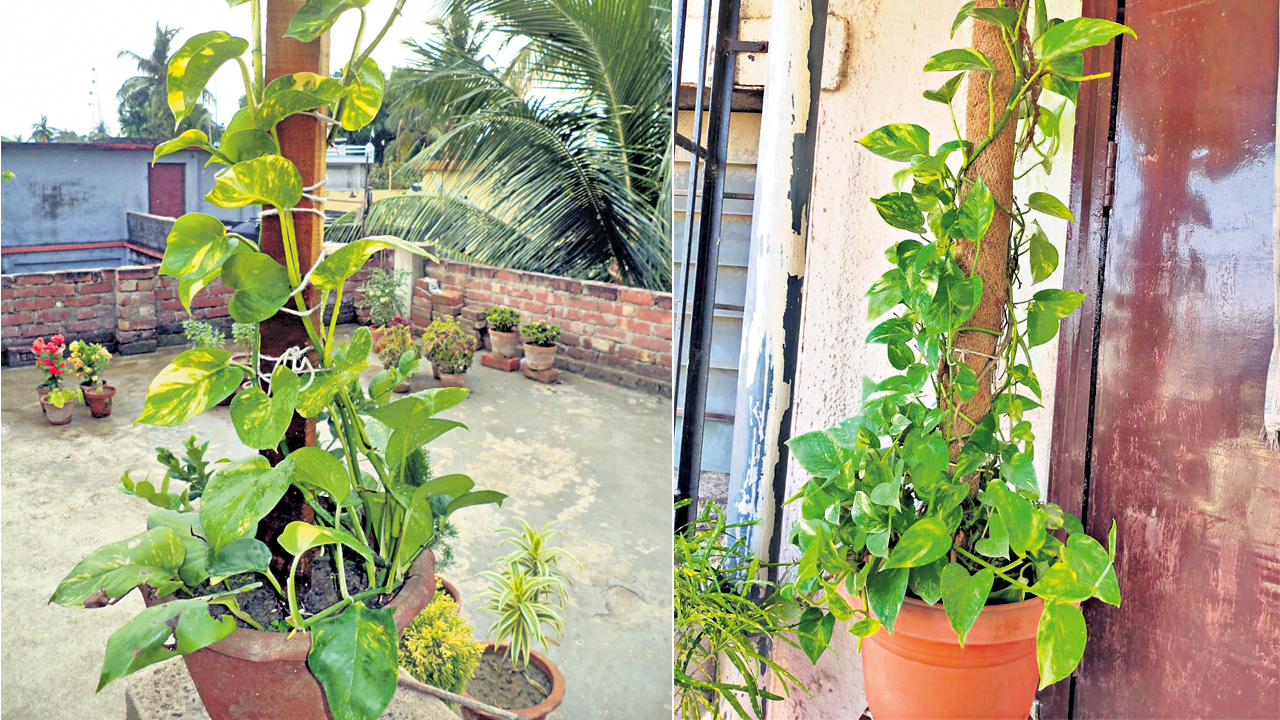 Money Plant |మ‌నీ ప్లాంట్ ఇంట్లో పెంచుకోవాలంటే ఈ జాగ్ర‌త్త‌లు తీసుకోవాల్సిందేన‌ట‌