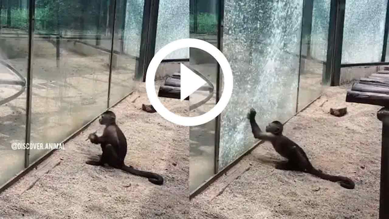 Viral Video: అద్దాల బోనులో కోతిపిల్ల‌.. బ‌య‌ట‌ప‌డేందుకు ఏం చేసిందంటే?