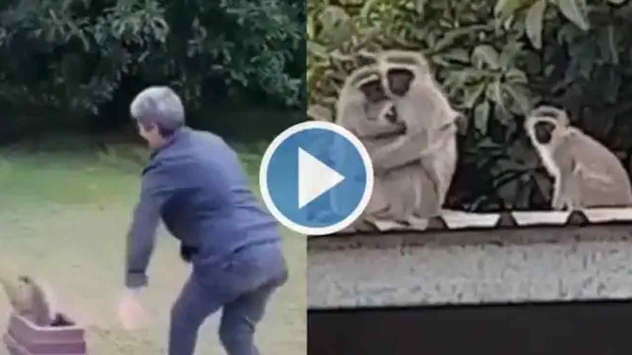 Viral Video: తల్లినుంచి కొద్దిసేపు దూరం.. చెంతకు చేరగానే పిల్లకోతిని హత్తుకొని ముద్దాడిన తల్లి
