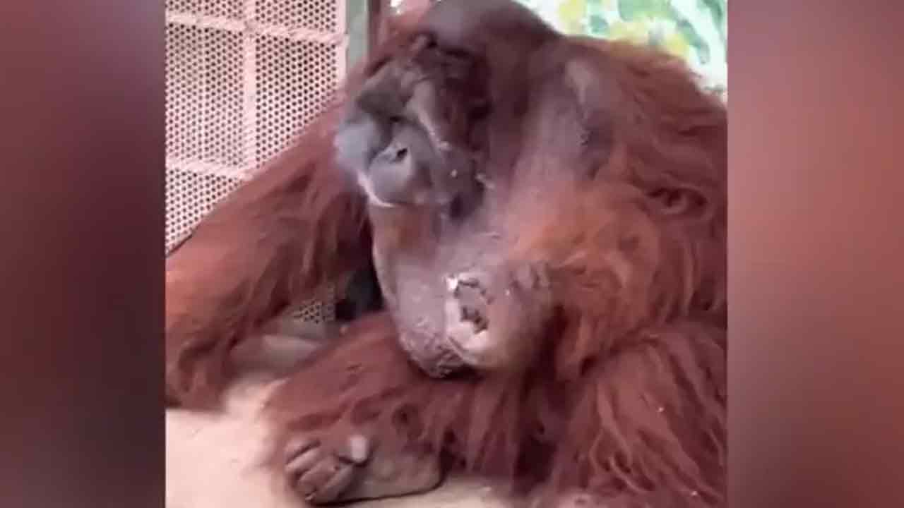 Viral video: మ‌నిషిలాగా సిగ‌రెట్ తాగుతున్న ఒరెంగుటాన్‌.. ఆగ్ర‌హంలో జంతు ప్రేమికులు