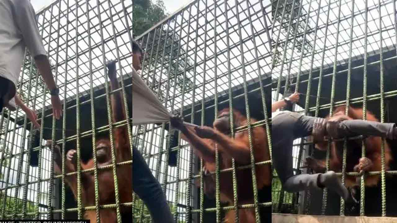 Viral video: మళ్లీ ఇంకోసారి దగ్గరకు వస్తావా..?  జూ సందర్శకుడితో ఆటాడుకున్న ఒరెంగుటాన్!!