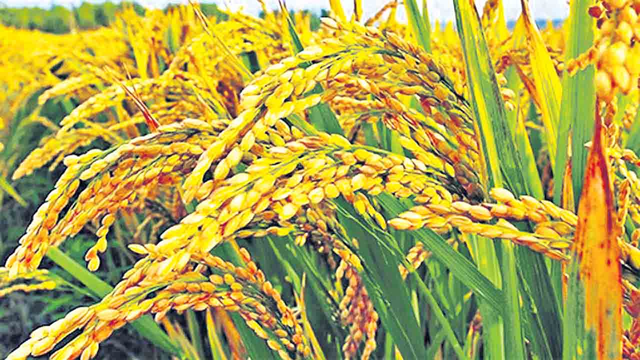 వరి మద్దతు ధర రూ.100 పెంపు