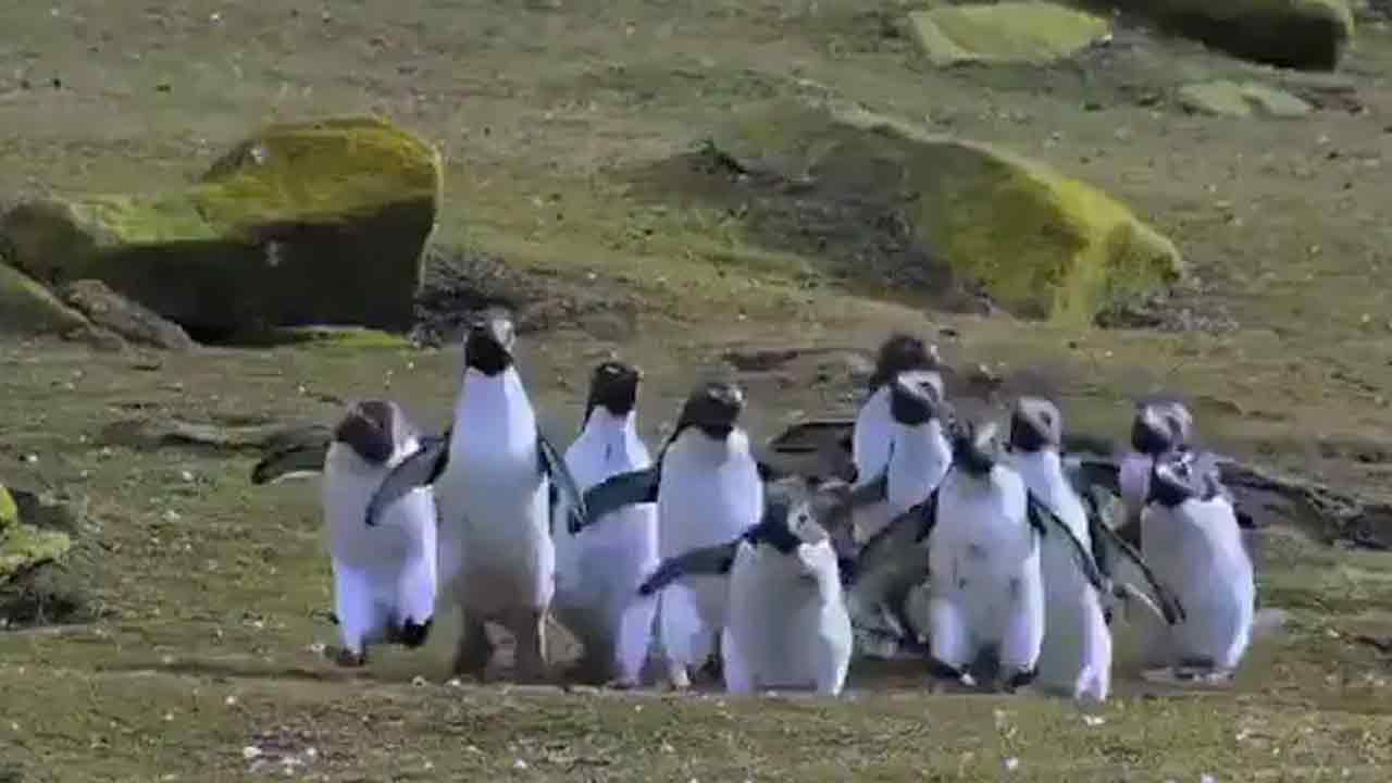 Viral video: సీతాకోక చిలుక‌ను వెంటాడిన పెంగ్విన్లు..మ‌న‌సుకు హ‌త్తుకునే వీడియో!!