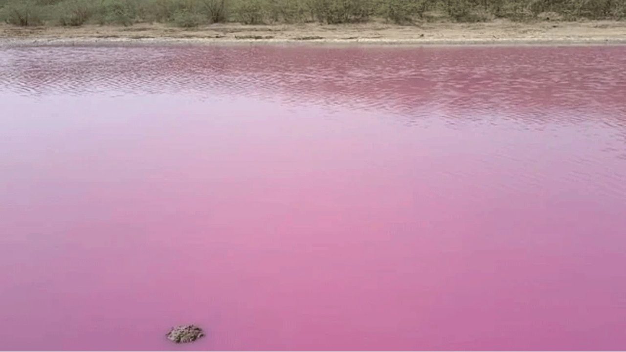 అనూహ్యంగా గులాబీ రంగులోకి మారిన చెరువు నీరు!