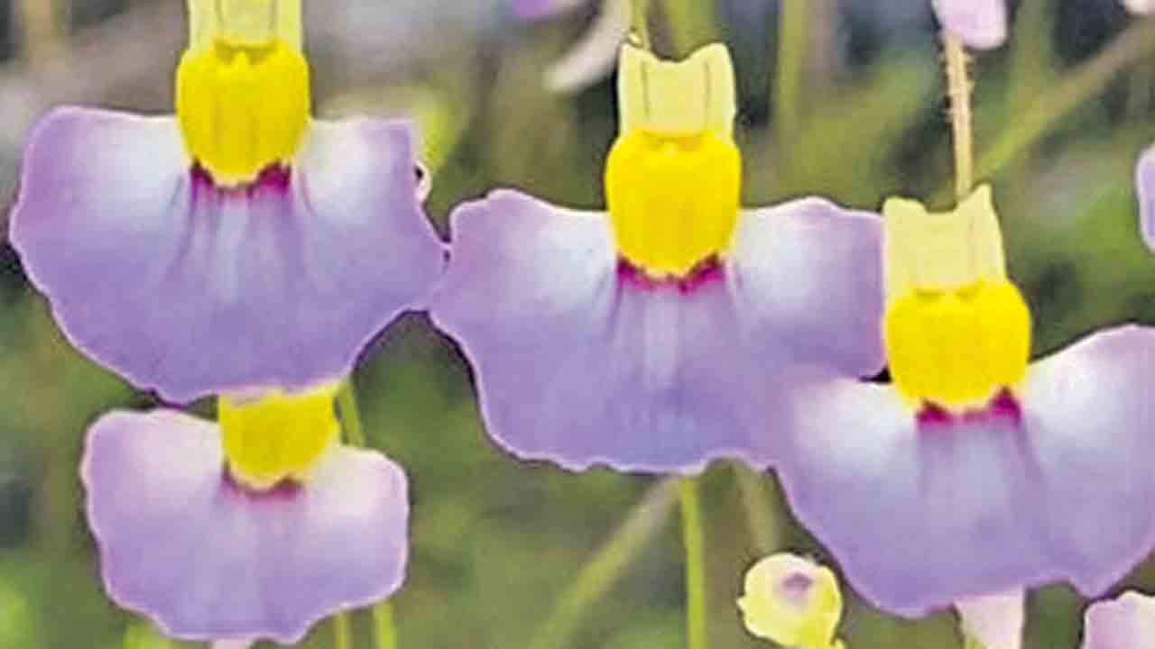 హిమాలయాల్లో మాంసం తినే మొక్క