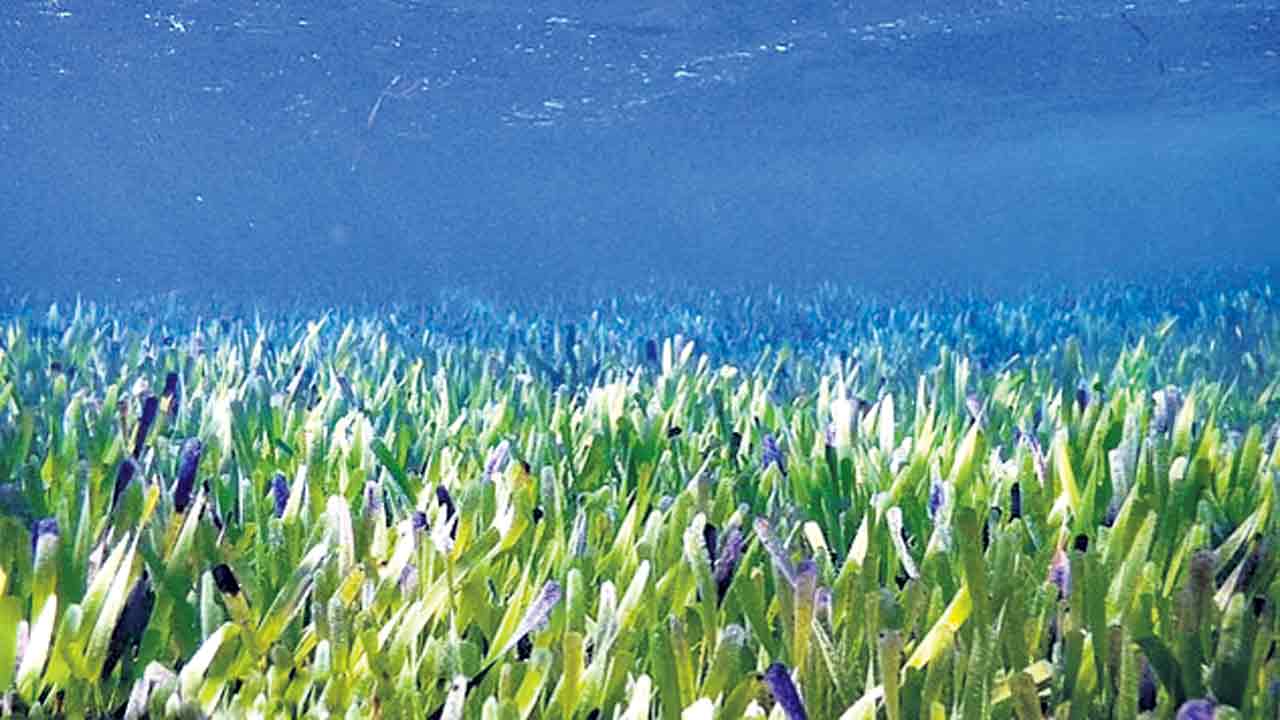 ప్రపంచంలోనే అతిపెద్ద మొక్క