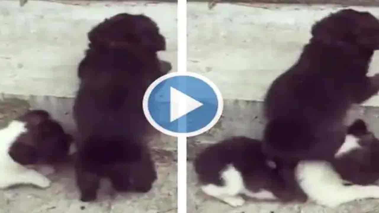 Viral Video: మెట్లెక్కేందుకు దోస్తుకు సాయం.. నెటిజ‌న్ల మ‌న‌సుదోచుకున్న బుల్లి శున‌కం!!