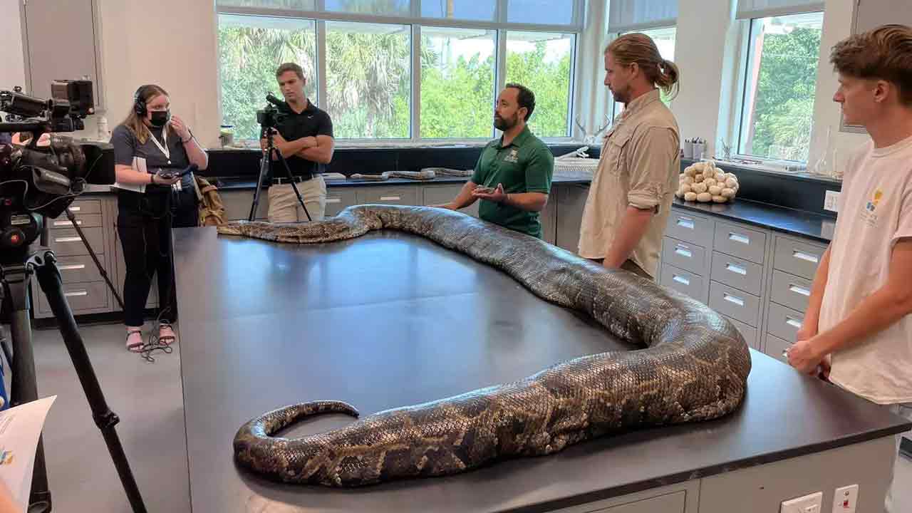 Viral pics:  అతిపెద్ద కొండచిలువ..18 అడుగుల పొడ‌వు.. 98కిలోల‌ బ‌రువు!!