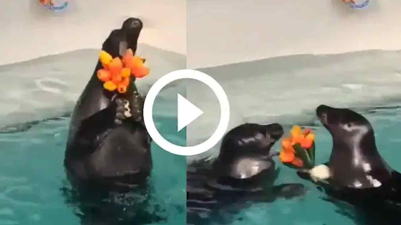 Viral Video: సీల్ చేప‌ల ప్రేమాయ‌ణం.. వీడియో వైర‌ల్‌!!