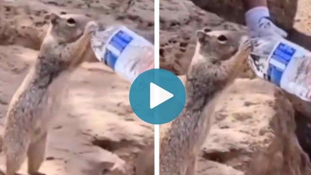 Viral Video:  వాట‌ర్ బాటిల్‌తో నీళ్లు తాగిన ఉడుత‌.. వీడియో వైర‌ల్‌!!