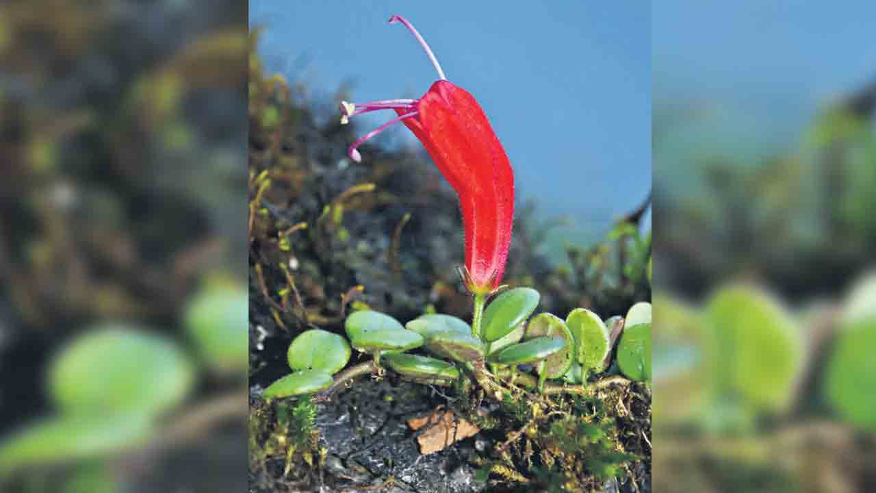 వందేండ్ల తర్వాత కనిపించిన లిప్‌స్టిక్‌ మొక్క