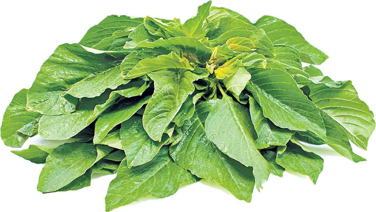 పోషకాల తోట