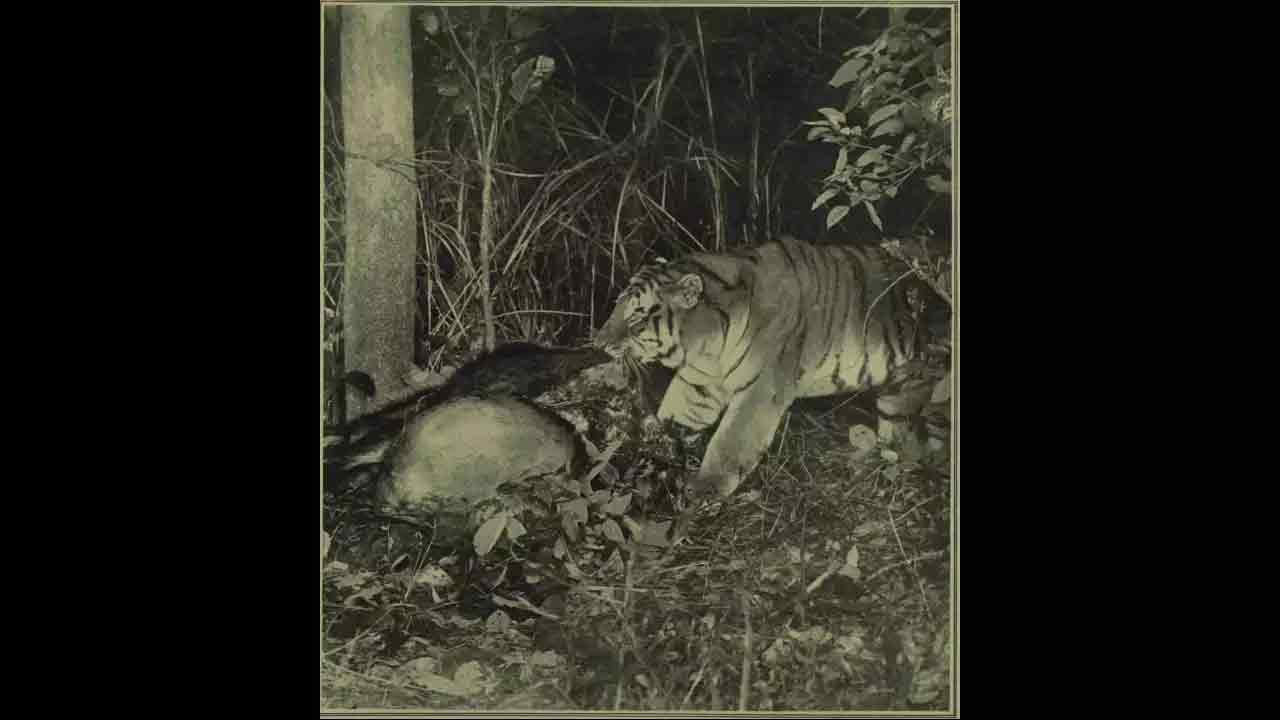 Viral photos: అడ‌విలో మొద‌టిసారి పులి ఫొటోను తీసింది ఎవ‌రో తెలుసా?