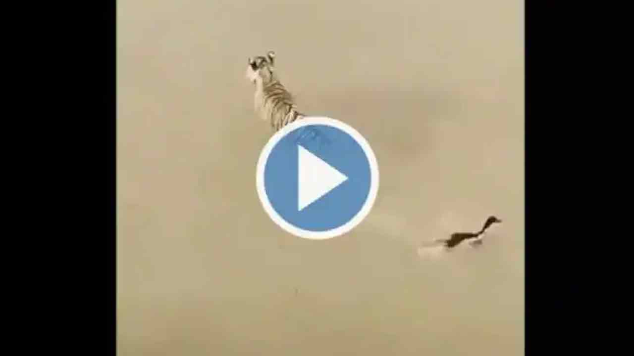 Viral Video: నీటిలో దాగుడుమూత‌లు.. పులితో ఆటాడుకున్న బాతు