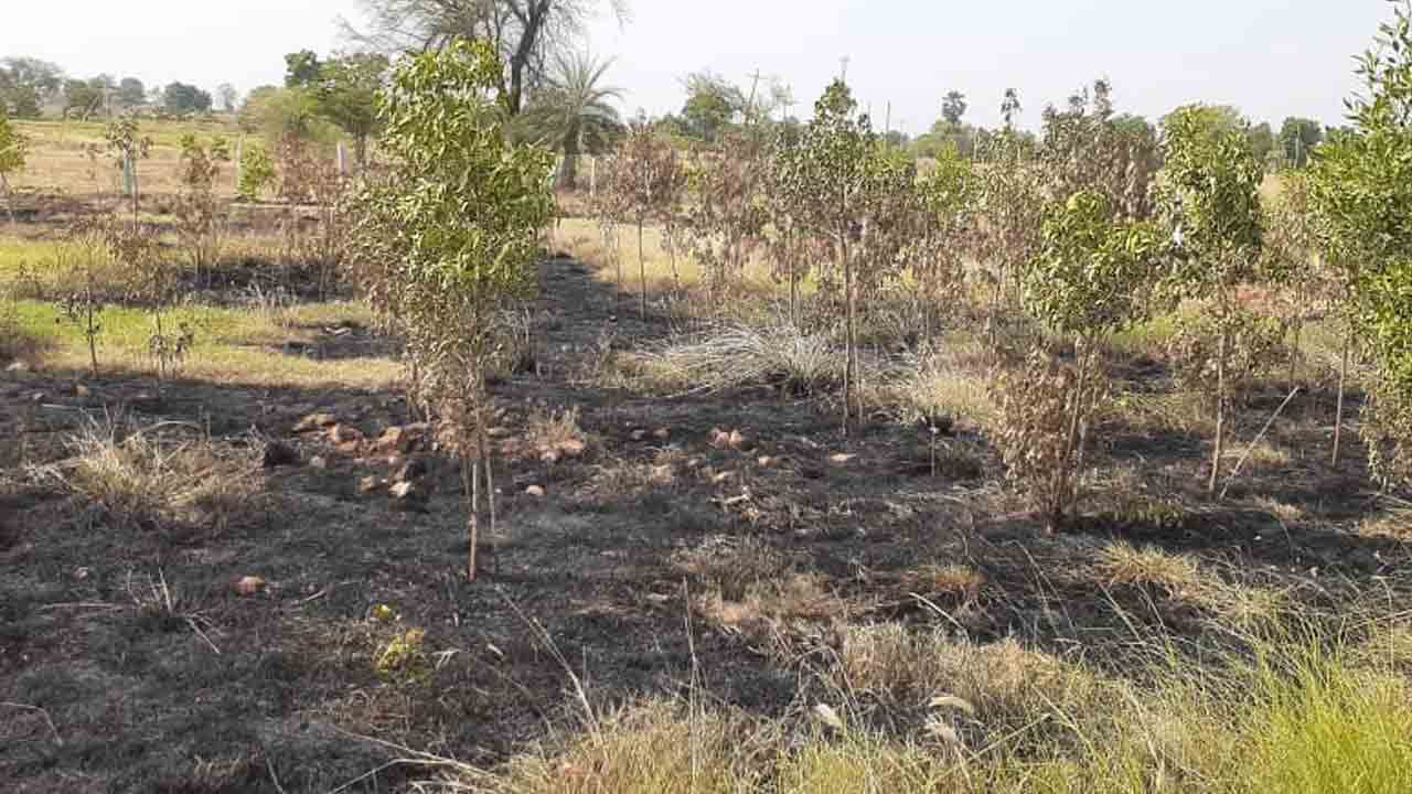 ప్రకృతి వనానికి నిప్పు